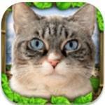 流浪猫模拟器app安卓版