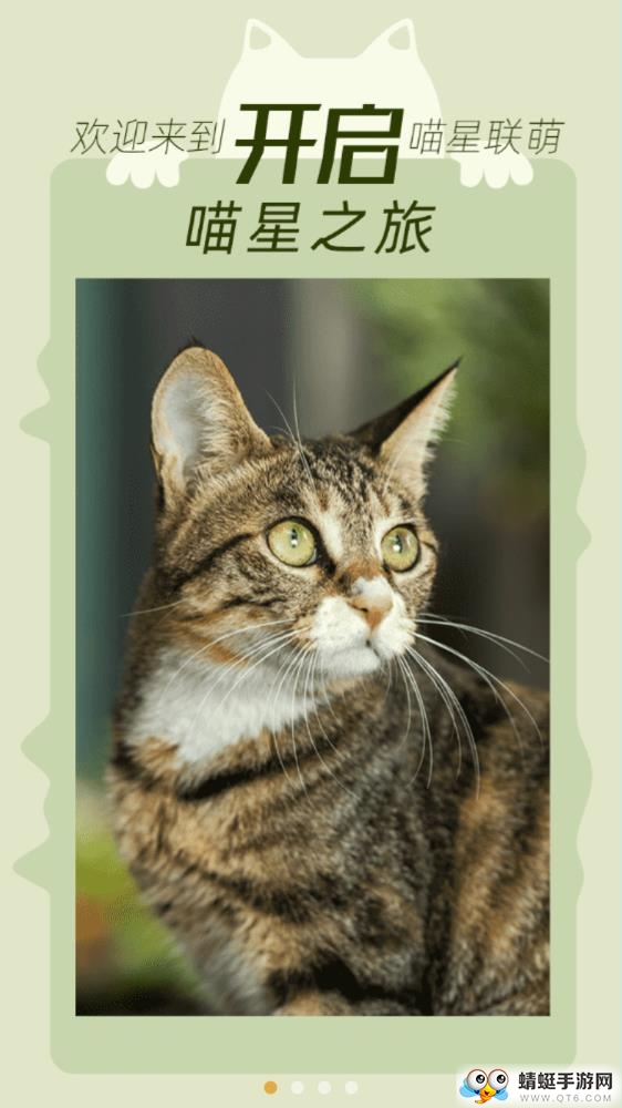 我要猫