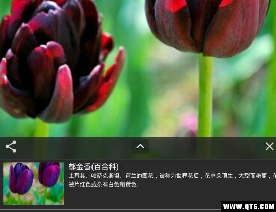 拍照识花