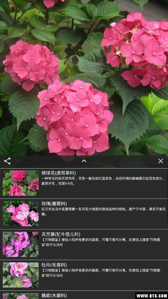 拍照识花