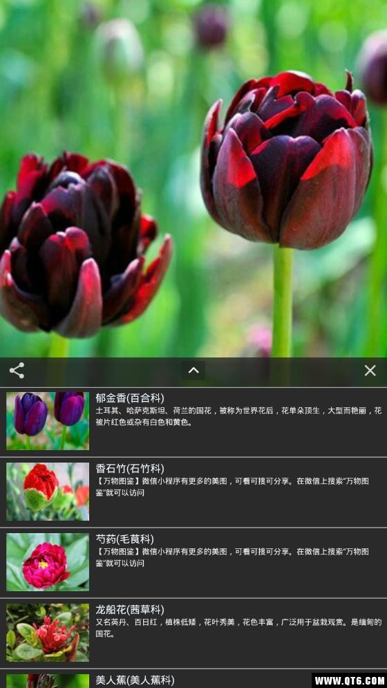 拍照识花