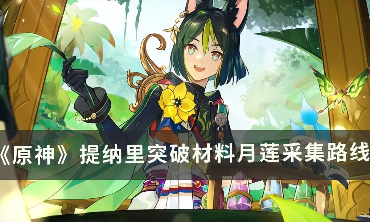 原神提纳里突破要多少个月莲
