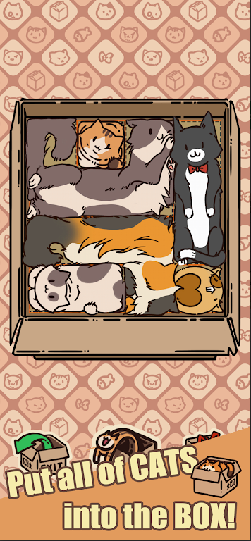 盒子猫
