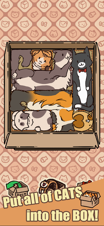 盒子猫