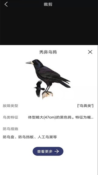 图音识鸟app