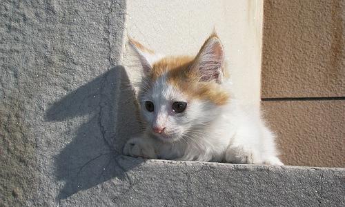 小森生活猫咪领养指南