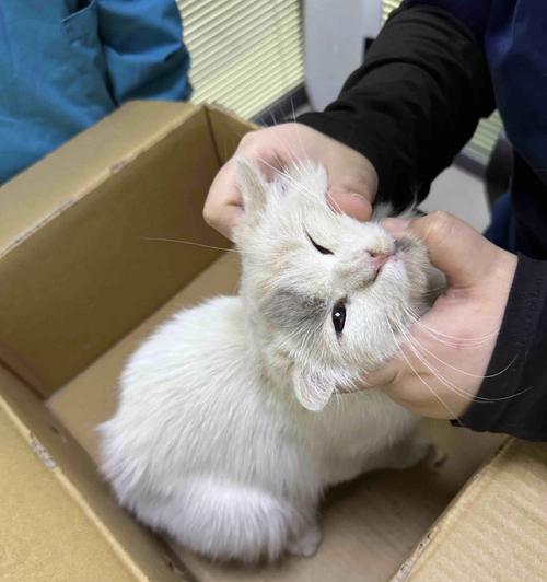 《小森生活猫咪领养指南》（寻找你的陪伴伙伴）