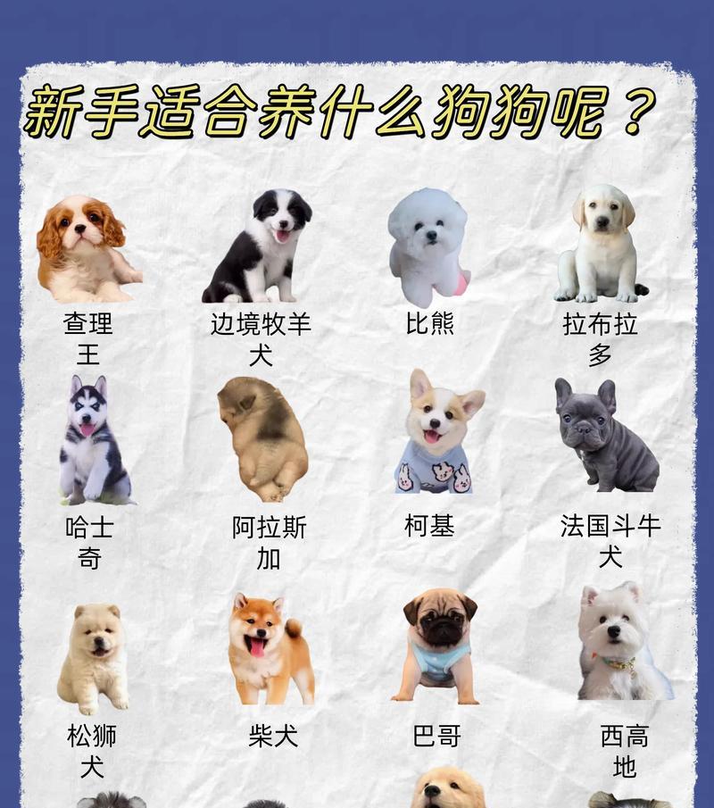 迷你世界中如何正确饲养狗狗？养狗有哪些注意事项？