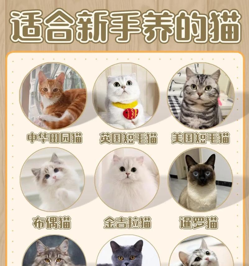 小森生活养猫攻略（打造幸福的猫咪生活）