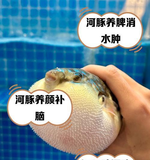 《我的世界河豚的神奇作用揭秘》（探索河豚在游戏中的多重功效）